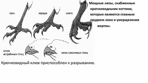 Хищные строение