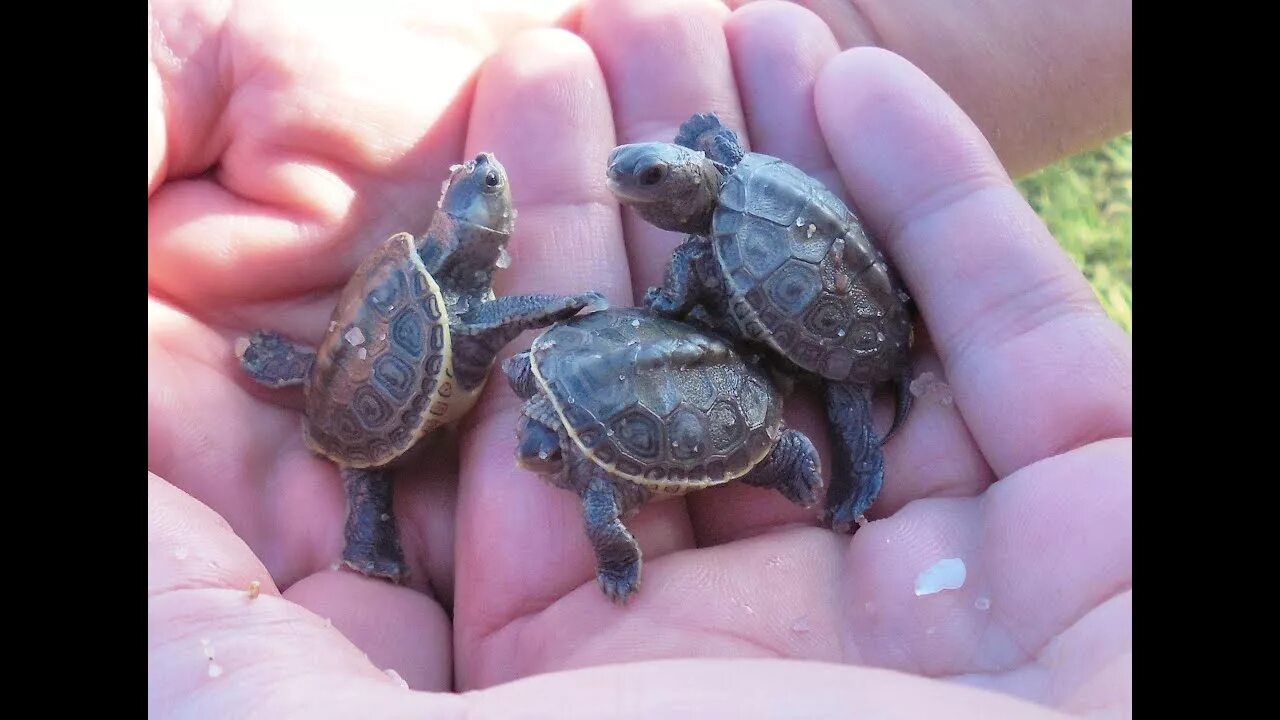 красноухая пресноводная черепаха.