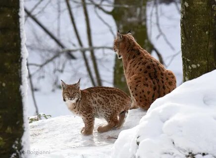 Красноярские рыси сибирские