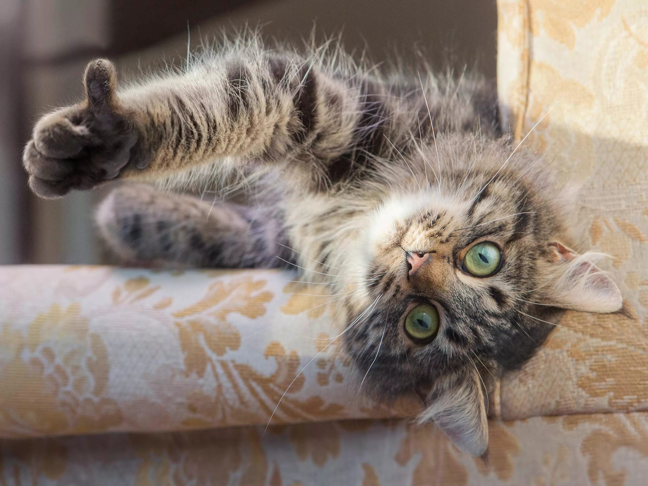 Cats лайк