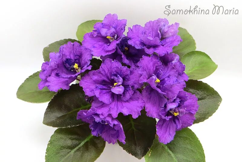 Мд шалфей фиалка. Фиалка ос невская сивилла. Нк шалфей фиалка. Фиалка ват бурлеск. Сенполия шалфей.