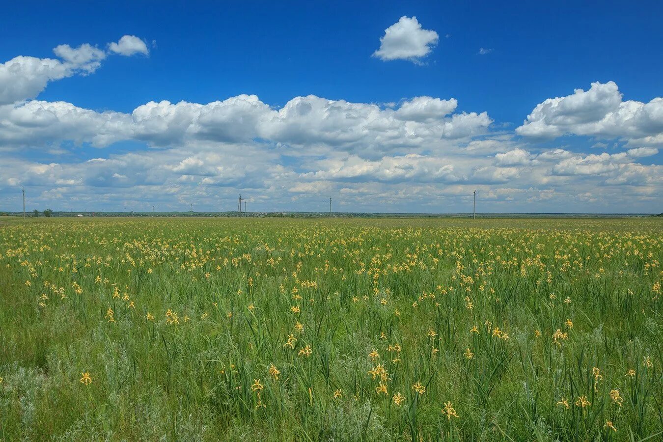 Равнины кубани. Кубано приазовская равнина. Кубано приазовская равнина. Шешупская равнина. Прикубанский лес.