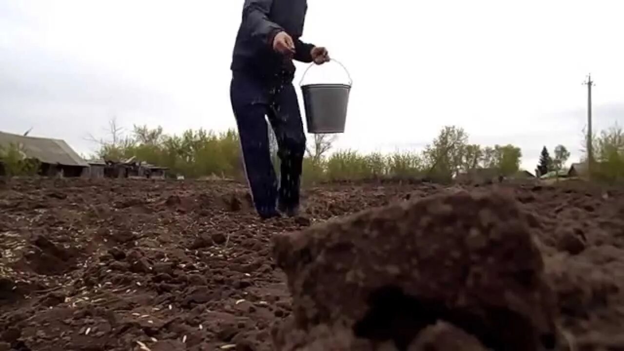 Посев семян под зиму. Сева сеять. Сеют пшеницу. Весенняя посевная. Всходы пшеницы.