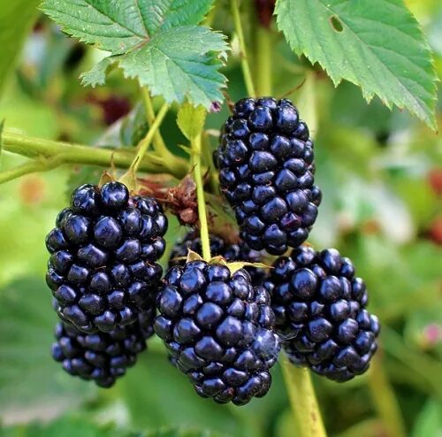 ежевика полар описание сорта. ежевика полар описание сорта. ежевика полар куст. ежевика бесшипная полар. ежевика бесшипная полар.