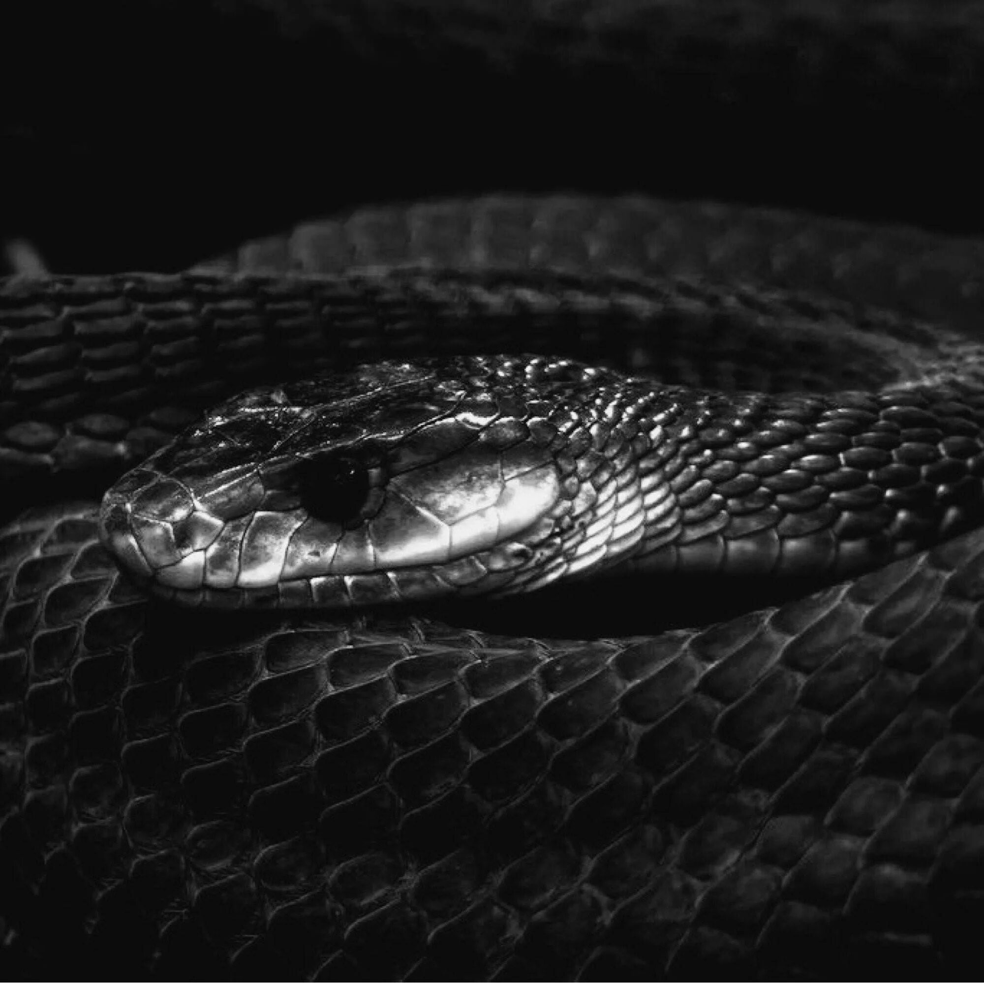 Змею много много черных. Королевская Кобра Нагайна. Черный Тайпан. Нагайна змея гадюка. Змея Кобра Нагайна.