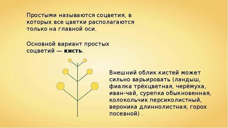 Какие соцветия могут быть только простыми. Главная ось цветка называется. Иван чай Тип соцветия. Соцветия 6 класс биология. Загодкина тему соцвети.