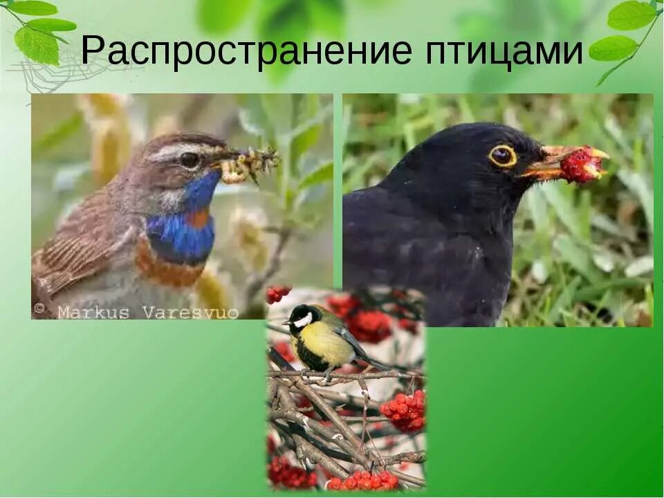 Плоды распространяемые птицами