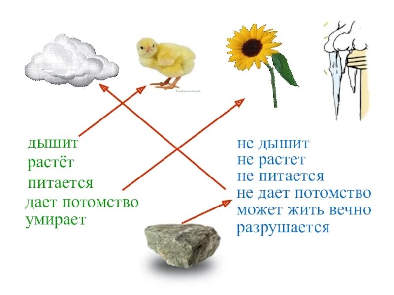 Включает в себя живые и неживые тела. Схема живой и неживой природы. Окружающий мир Живая и неживая природа. Неживая природа схема. Схема связи живой и неживой природы.