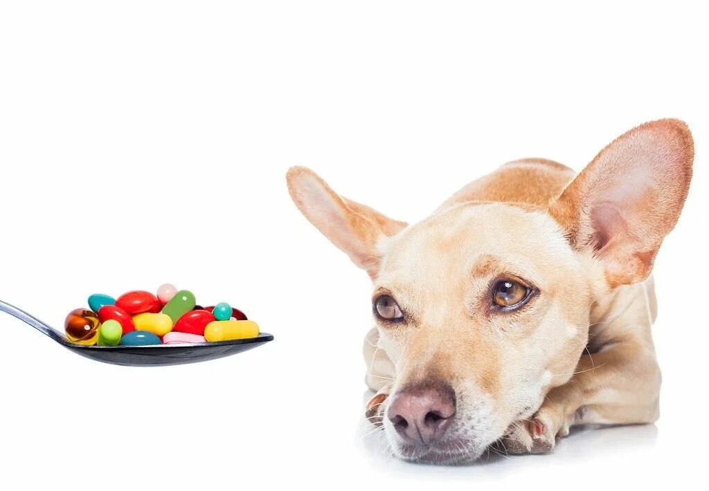 Витамины для животных. Витамины для собак. Животные с таблетками. Таблетки для собак. Как давать витамины собаке