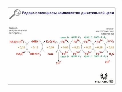 Окислитель в дыхательной цепи