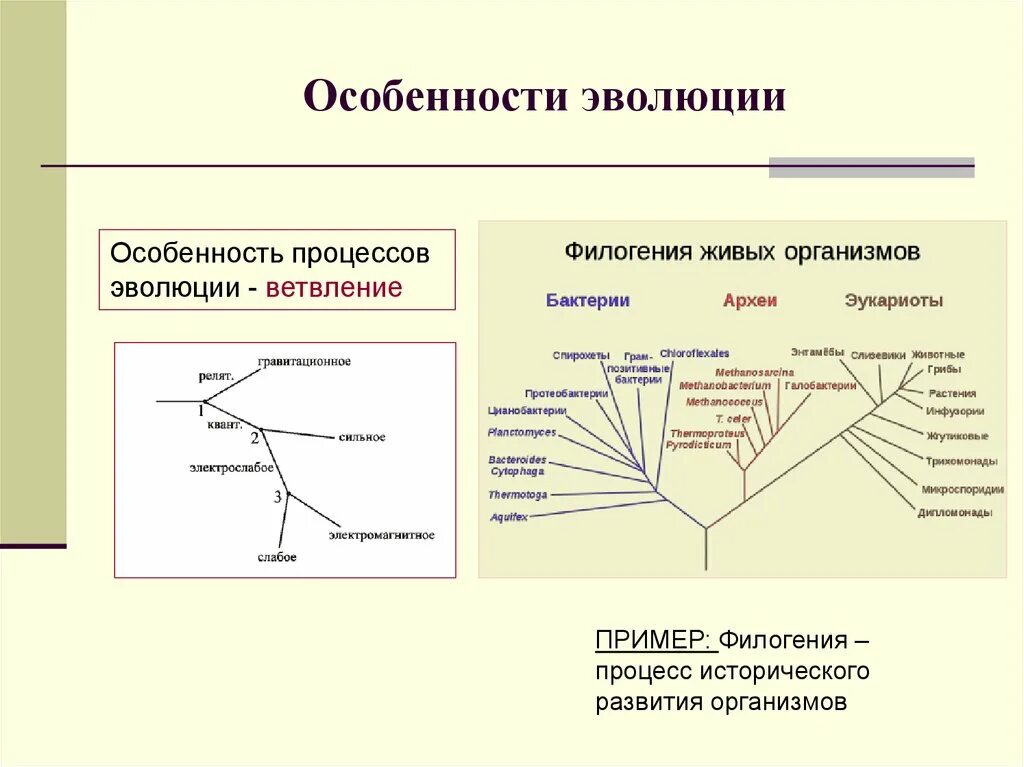 Эволюция слабые сильные