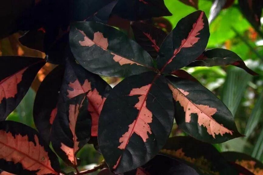 Граптофиллум расписной. Graptophyllum pictum. граптофиллум цветок. граптофиллум расписной &#039;aurea marginata&#039;.
