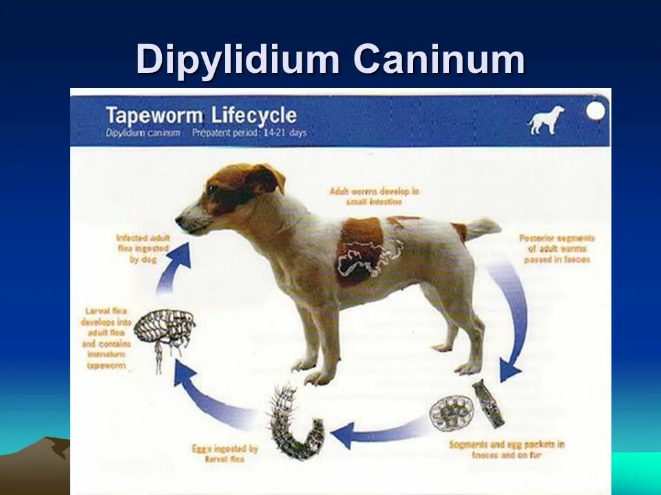 Dipylidium caninum. Как выглядят глисты у собак. Кишечный глист у собаки.