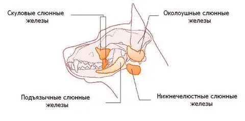 Слюнная железа у кошки