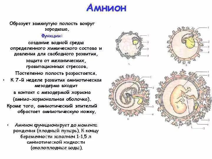 Появление амниона и других зародышевых оболочек. Амнион функции у эмбриона. Зародышевая оболочка амнион. Амниотическая оболочка зародыша человека. Функции амниона у зародыша человека.