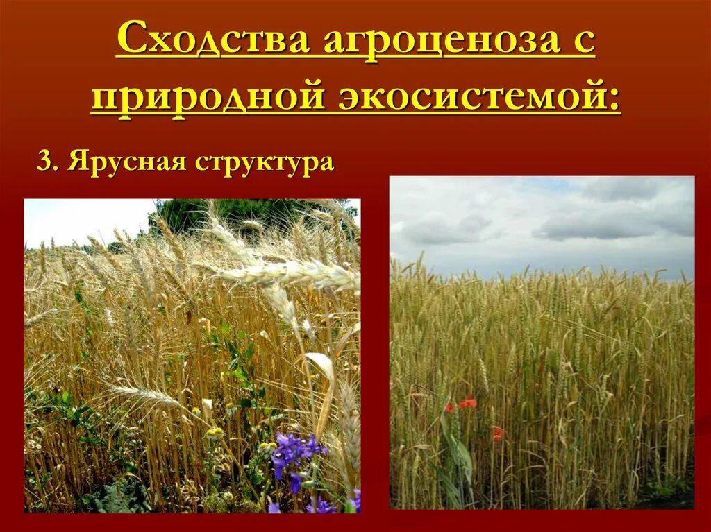 Естественный агроценоз. Искусственная экосистема агробиоценоз. Природная экосистема и агроценоз. Структура агроценоза. Агроценоз и естественная экосистема.