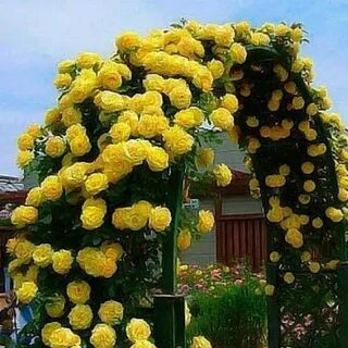 Желтые плетистые розы