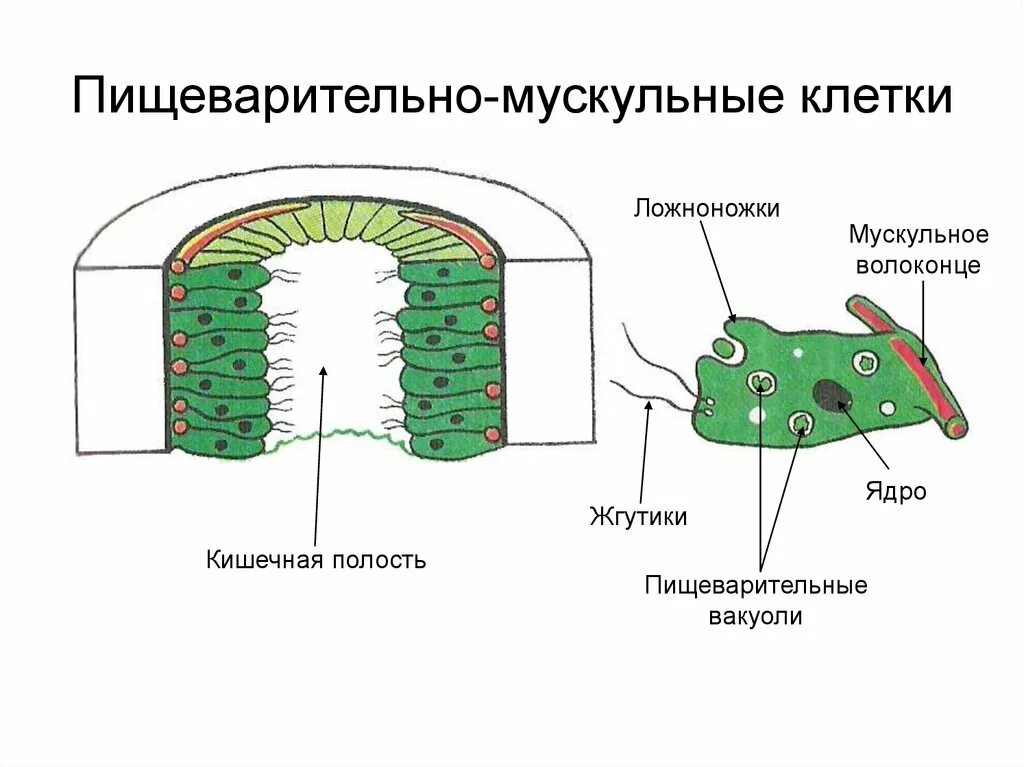 Мускульные клетки функции. Пищеварительно мускульные клетки гидры. строение пищеварительной клетки гидры. пищеварительно мускульные клетки кишечнополостных. кожно мускульные клетки кишечнополостных.