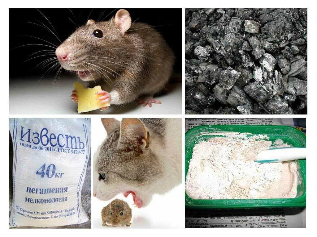 Способы избавиться от мышей. Самое эффективное средство от крыс в частном доме. Борьба с грызунами в частном доме. Средство от мышей в доме. Средство для избавления мышей и крыс.