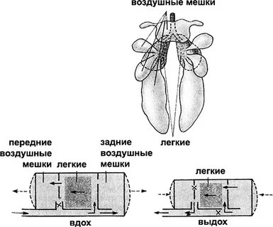 Легочный мешок с ячеистыми стенками