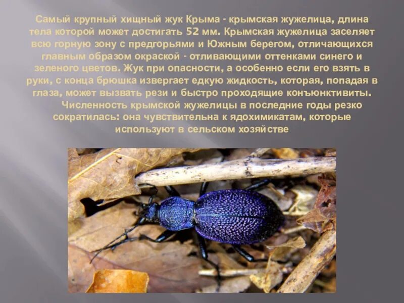 Жужелица крымская красная книга. Насекомые красной книги крыма. Малочисленные виды. Жук жужелица кавказская. Жук жужелица кавказская.
