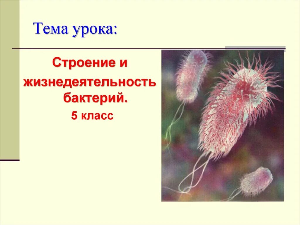 Процессы жизнедеятельности бактерий 5 класс биология. Бактерии 5 класс биология конспект. Строение бактерии 5 класс биология. Особенности жизнедеятельности бактерий 5 класс биология. Бактерии урок 7 класс