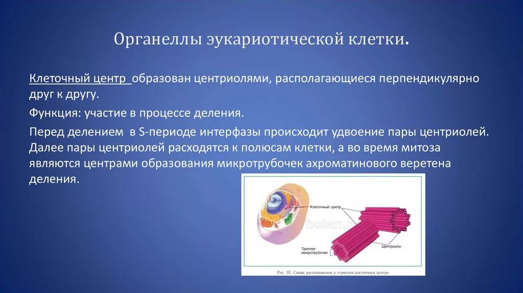 Центриоль процесс синтез атф