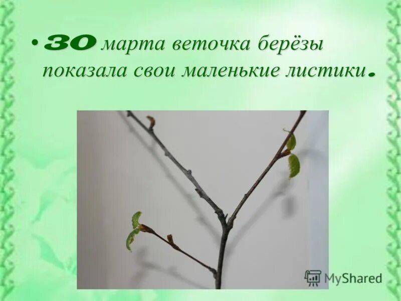 ветка предложение. основа согласования. описание березы. спп однородные придаточные предложения. предложение воробьи сидят на ветках.