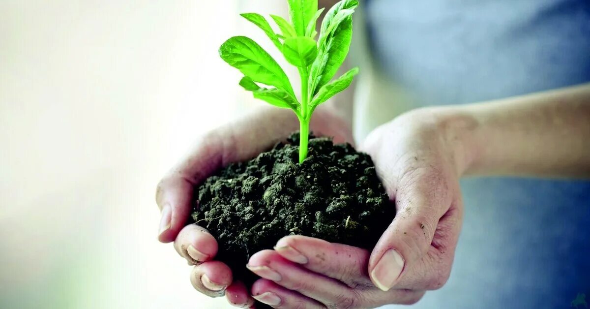 Защита растений. Удобрения для растений. Растение в руках. Удобрения и средства защиты растений. Польза навоза