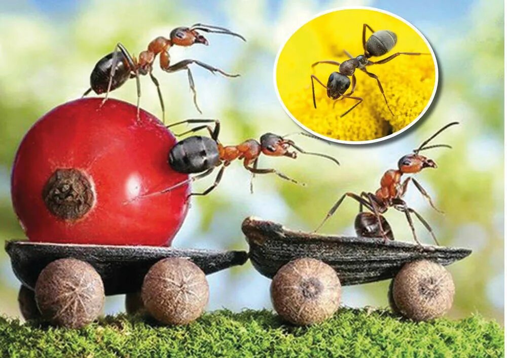 Муравей. Садовые муравьи. Трудолюбивый муравей. Добрый муравей. Несмотря на муравьиную склонность объединять свои