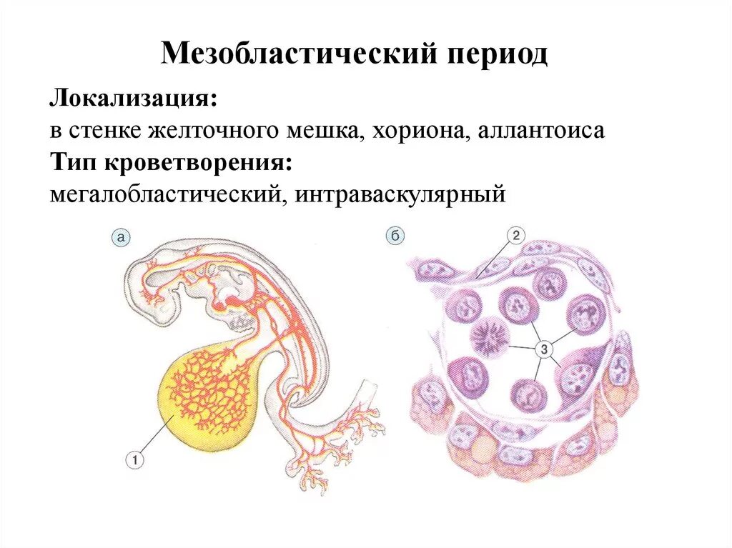 Эмбриональный гемопоэз. Мезобластический Тип кроветворения. Мезобластический гемопоэз. Периоды эмбрионального гемопоэза таблица. Гемопоэз в желточном мешке.