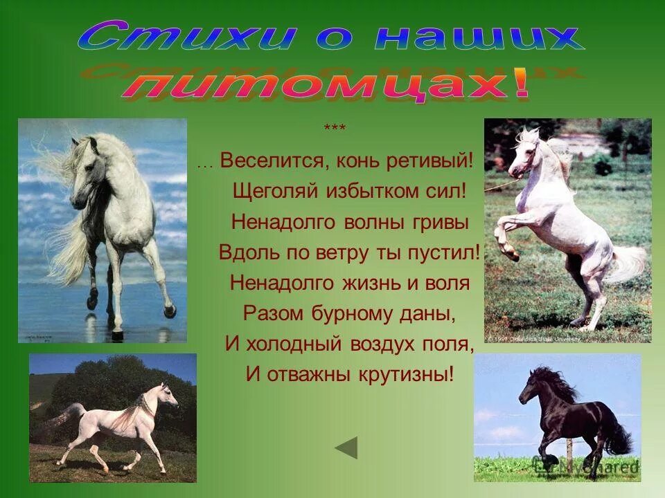 Лошади поэзия