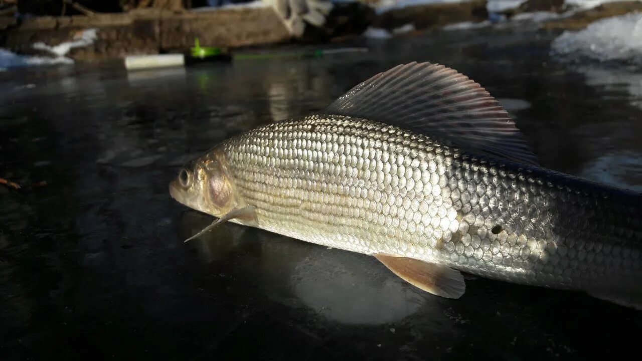 Рыбалка на хариуса в сибири зимой. Хариус зимой. Хариус зимой. Хариус тайга. Рыбалка на хариуса на енисее.