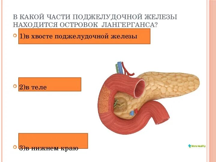Поджелудочная железа какие размеры в норме. Островки лангерганса поджелудочной железы. сахарный диабет поджелудочная железа. хвост поджелудочной железы. размер хвоста поджелудочной железы.