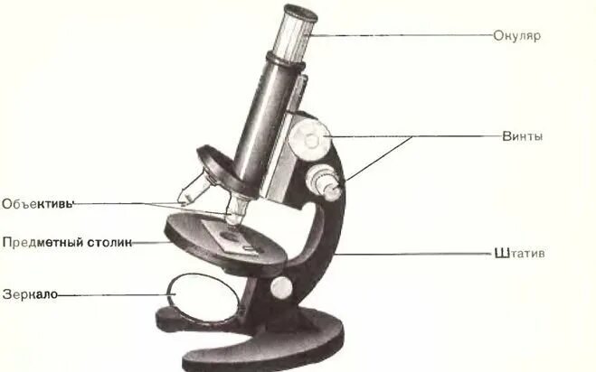Увеличительные приборы микроскоп биология. Цифровой микроскоп части микроскопа биология 5. Цифровой микроскоп части микроскопа 5 класс. Цифровой микроскоп строение.