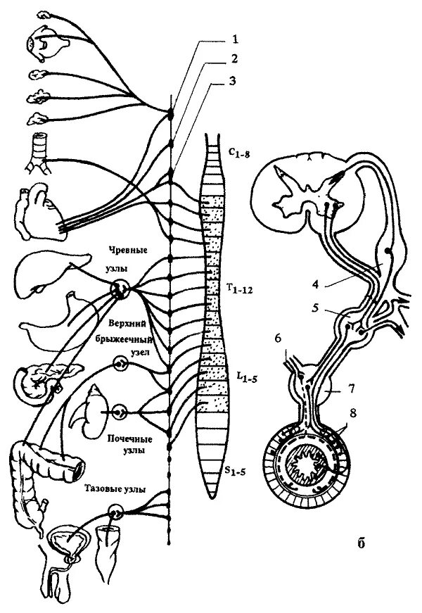 Нервные узлы и нервные стволы. Верхний шейный узел симпатического ствола схема. Симпатический ствол анатомия схема. Грудной отдел симпатического ствола схема. Схема симпатической и парасимпатической иннервации.