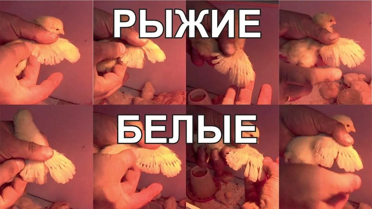 Как определить петух или курица. Как определить пол цыпленка. как различить пол цыплят. определить пол цыпленка по крылышкам. отличить пол у цыплят.