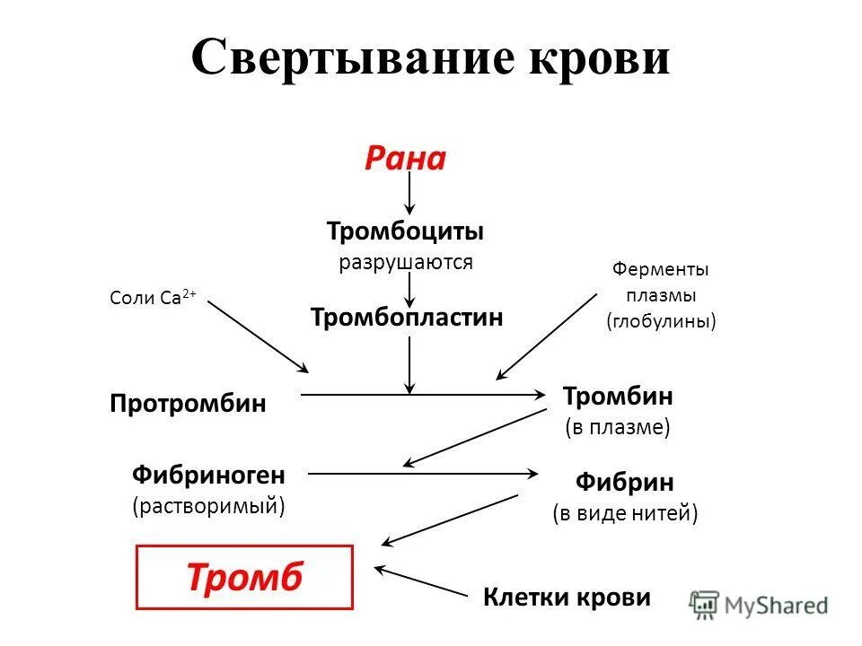 Образование тромба попадание факторов свертывания в плазме