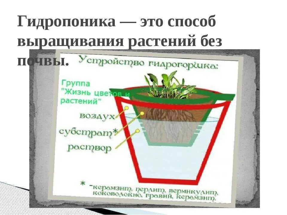 Практическая работа технологии выращивания растений. Метод выращивания растений без почвы. Технология выращивания комнатных растений без почвы. Гидропонный способ выращивания растений. Растения на гидропонике.