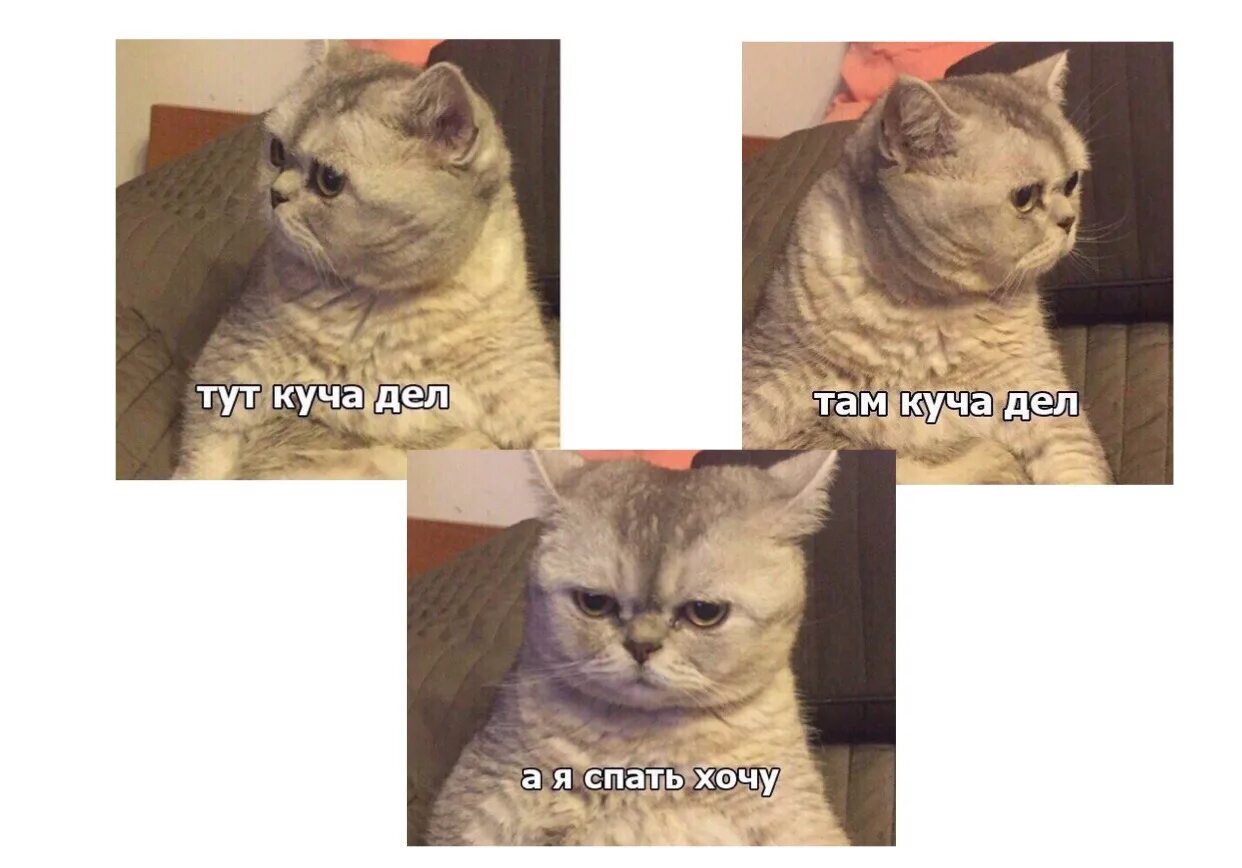Там коты тут коты