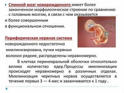 Спинной мозг новорожденного