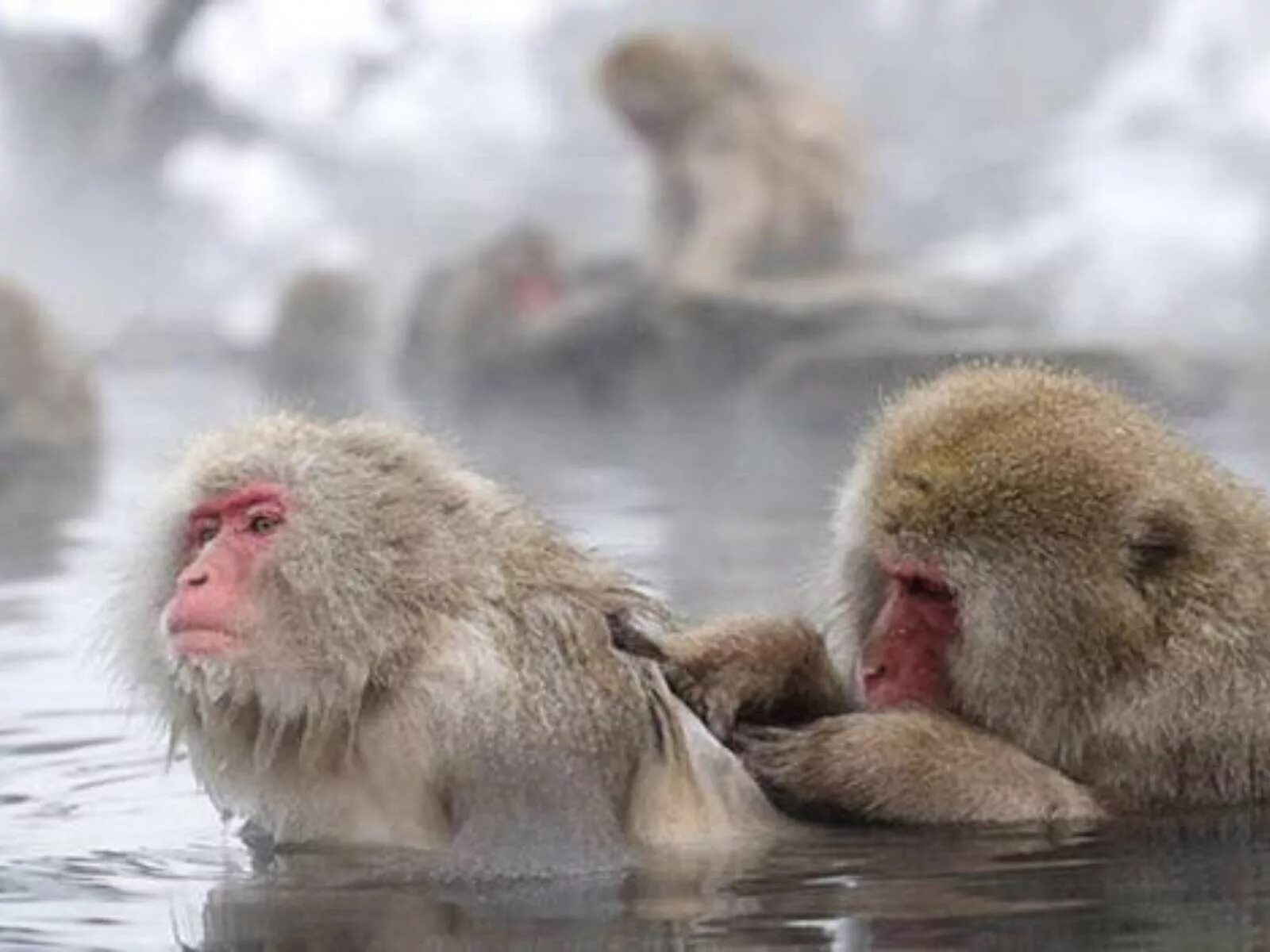 Японские макаки в горячих источниках зимой. Макаки резус в горячих источниках. Обезьянки в горячем источнике. Японские обезьяны. Группа обезьяны в теплой воде слушать