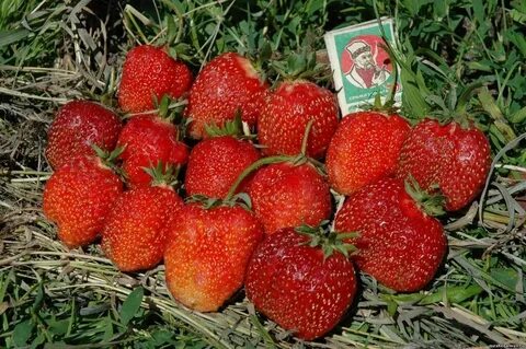 Клубника великобритания