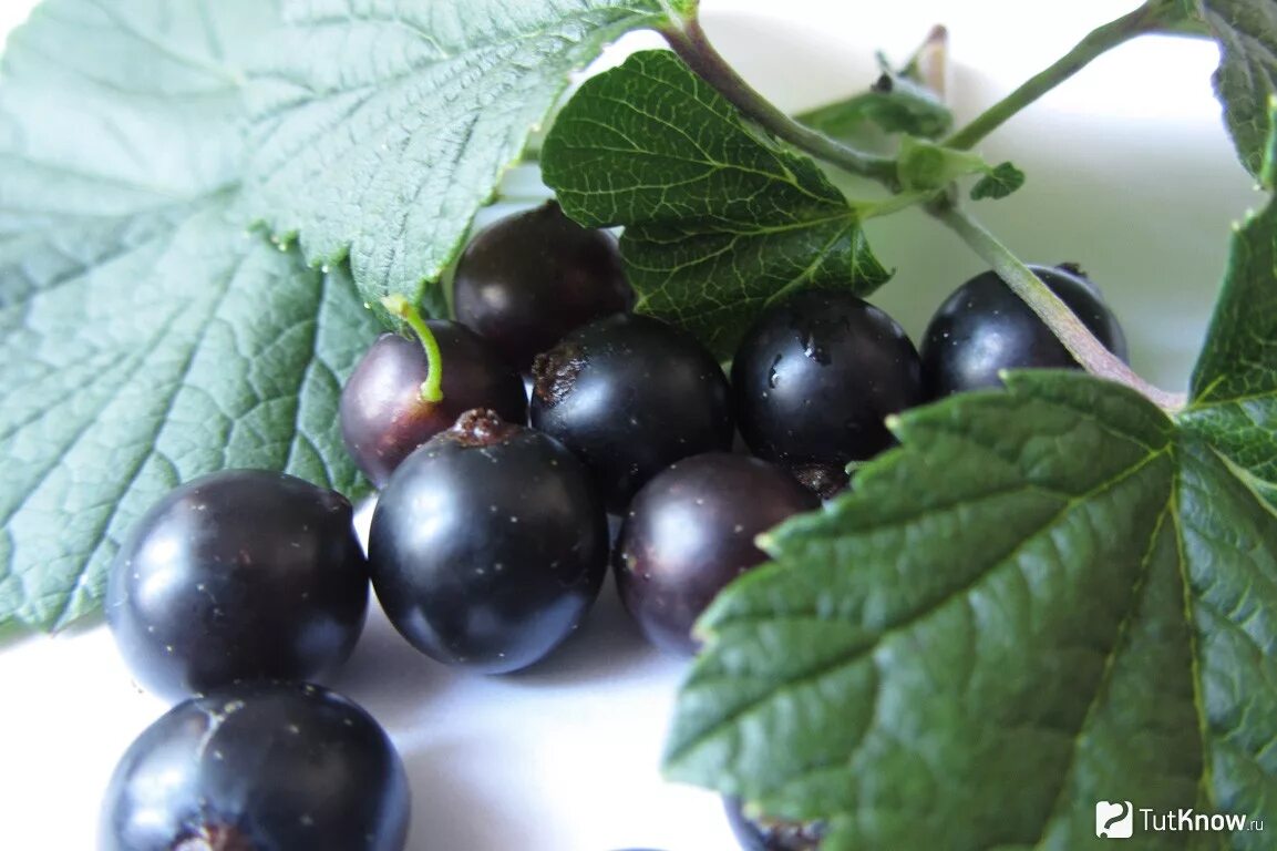 Смородина полезные свойства и противопоказания. Лист смородины лечебные свойства чёрной смородины. Смородина чёрная полезные. Свойства черной смородины для организма человека. Лист смородины лечебные свойства чёрной и противопоказания.