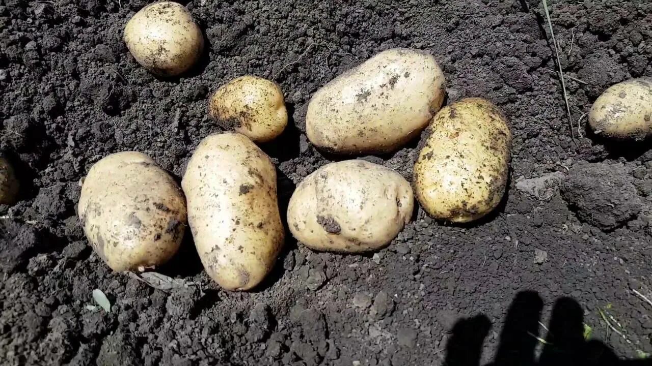 Картофель импала описание сорта отзывы. Сорт картофеля импала. Картошка сорт розалинда. Сорт картофеля импала. Сорт картошки импала.