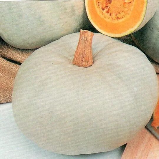 Тыква крупноплодная бамбино. Тыква крупноплодная крошка. Хани рокет тыквы сорт. Тыква крошка седек. Семена гавриш тыква крошка 2 г.