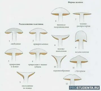 Какая шляпка у гриба