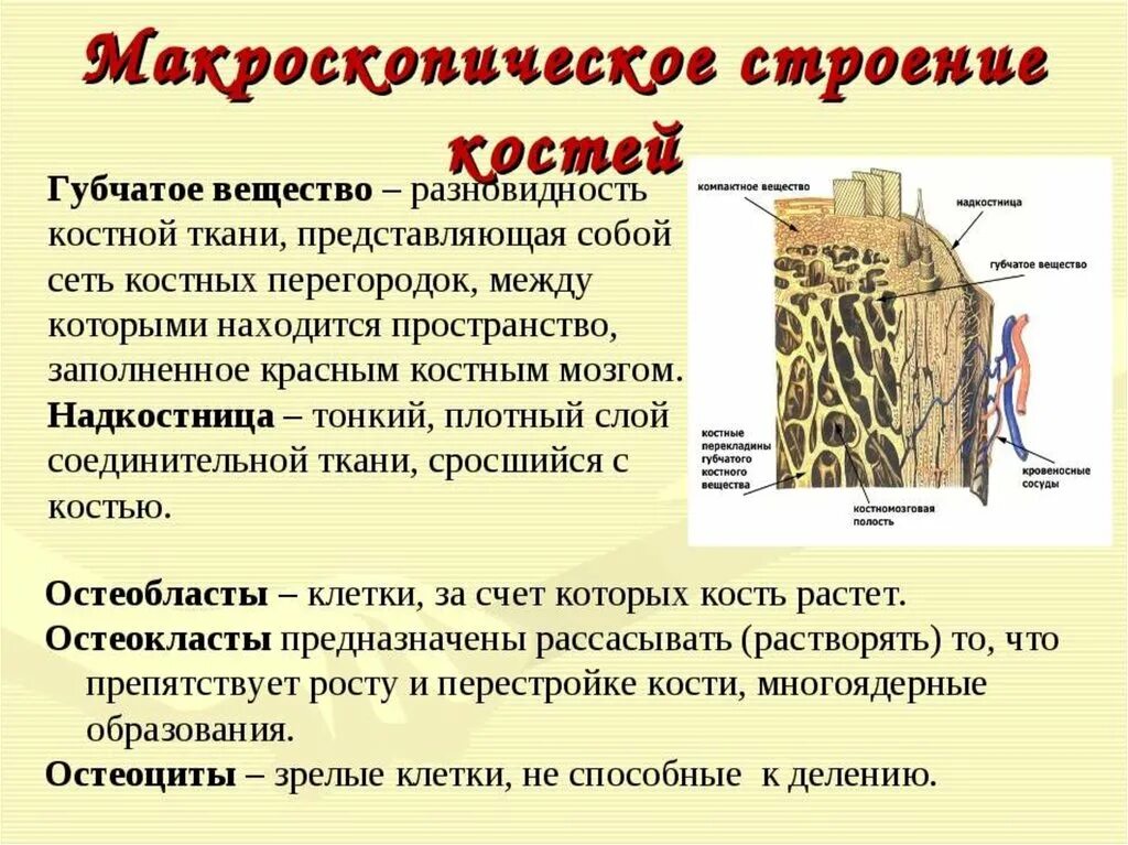 Какую функцию выполняет компактное вещество. Компактное вещество и губчатое вещество кости. Строение компактного вещества кости. Костная ткань компактное вещество губчатое вещество. Строение губчатой ткани кости.