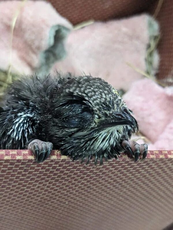 скрип птица. почему стрижата остались одни. иглохвостый стриж птица. стриж обыкновенный. почему стрижата остались одни.