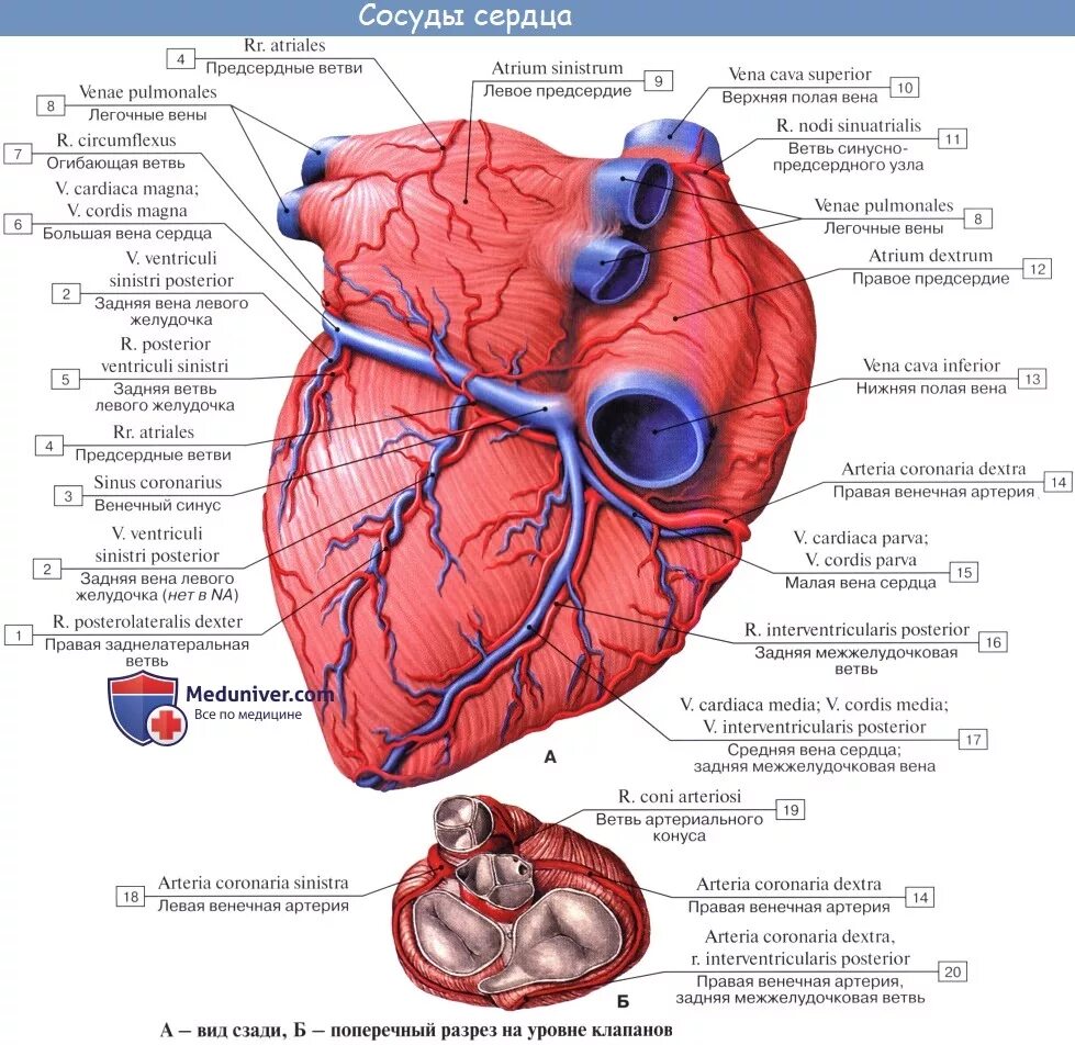 Вена системы венечного синуса сердца. Вена системы венечного синуса сердца латынь. Вены сердца 3 системы система вен венечного синуса. Венечные вены анатомия.